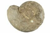 Triassic Ammonite (Ceratites) Fossil - Germany #196059-1